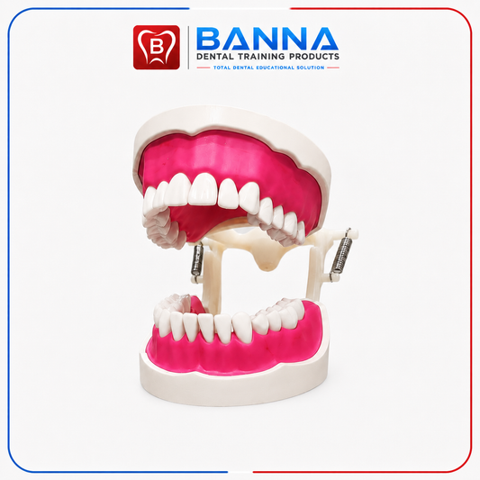 BANNA Dental Standard Study Model