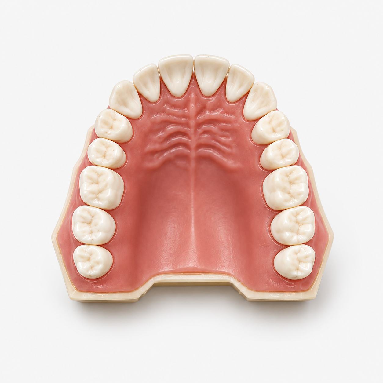 BANNA Dental Study Model