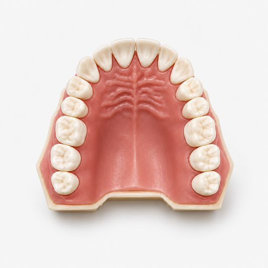 BANNA Dental Study Model