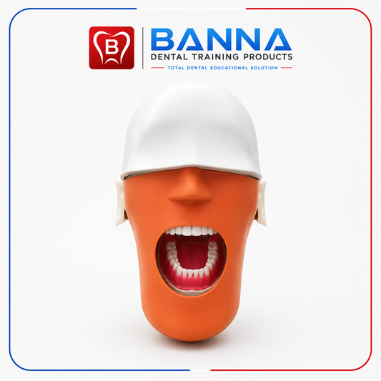 BANNA Dental Phantom Head Simulator