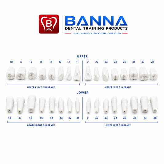 BANNA Individual Replacement Tooth