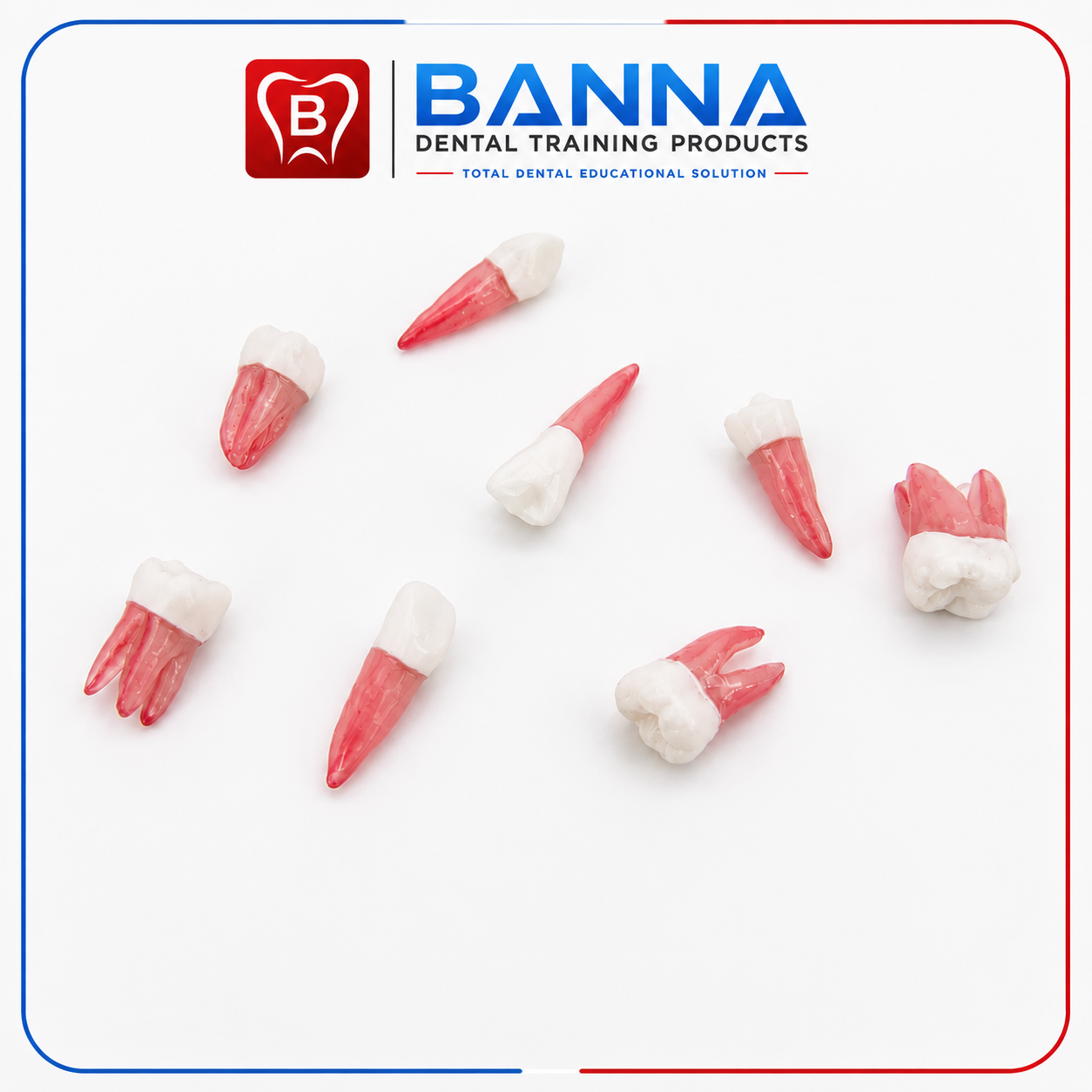 BANNA Endodontic Practice Tooth