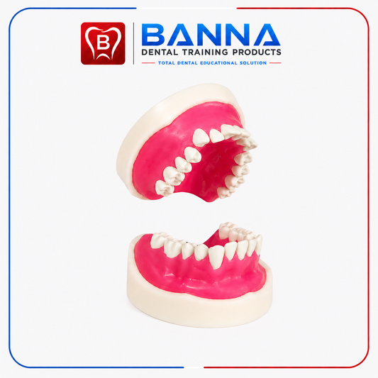 BANNA Ortho Model