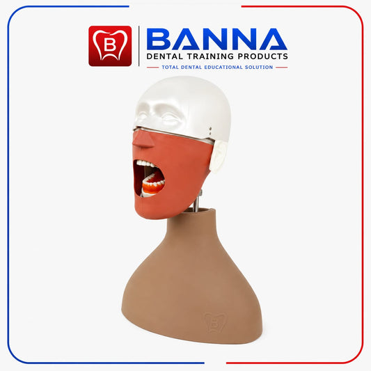 BANNA Dental Phantom Head Simulator Body Type