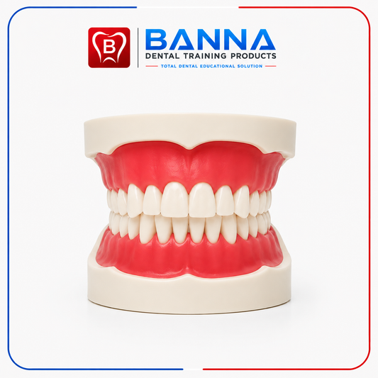 BANNA Dental Standard Study Model