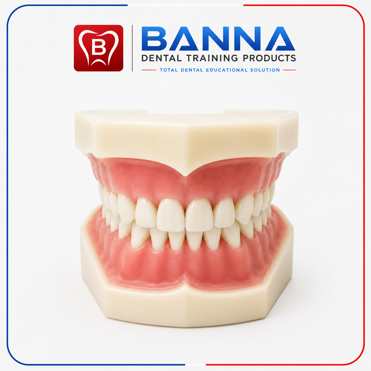 BANNA Dental Study Model