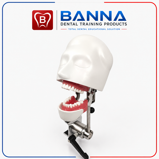 BANNA Simple Dental Phantom Head Simulator
