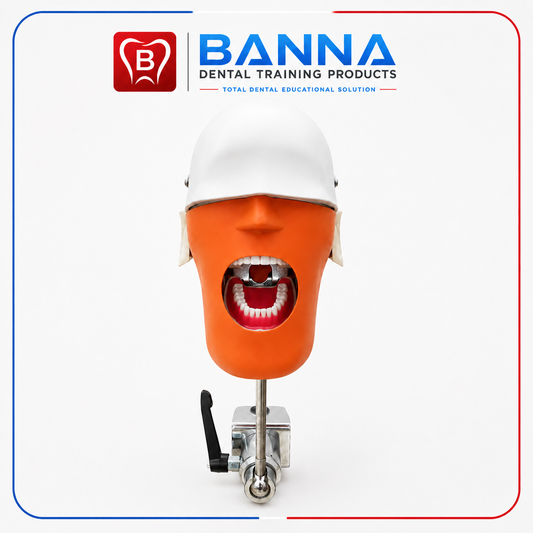 BANNA Dental Phantom Head Simulator