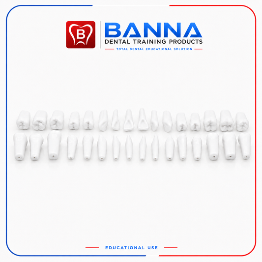 BANNA Individual Replacement Tooth