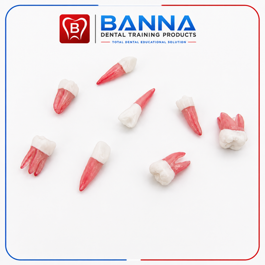 BANNA Endodontic Practice Tooth