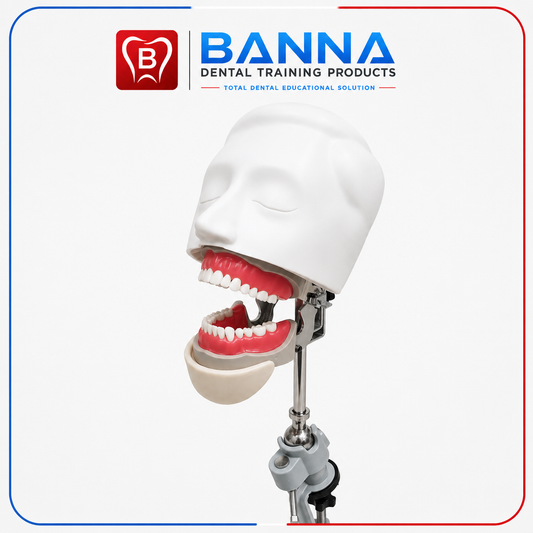 BANNA Simple Dental Phantom Head Simulator