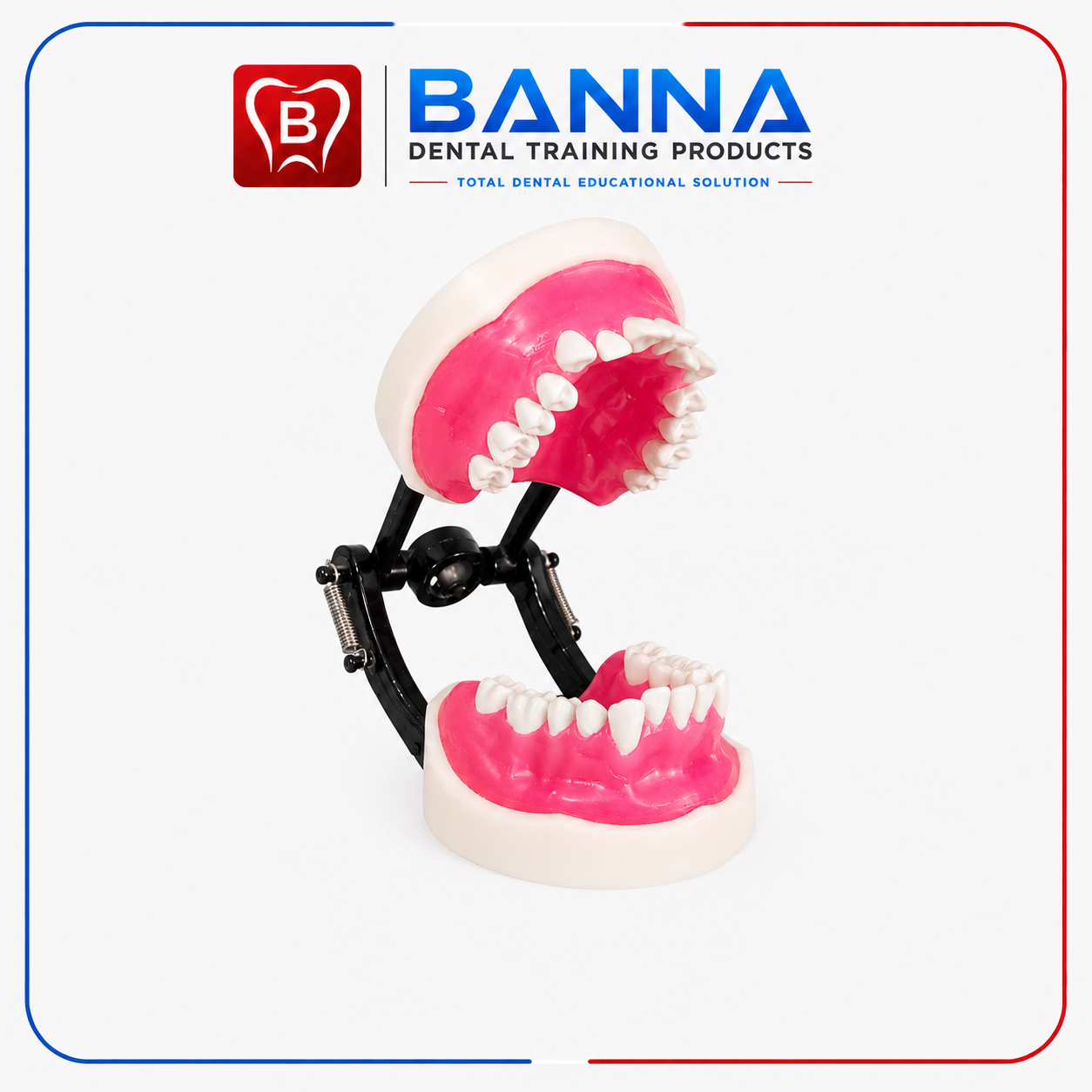 BANNA Ortho Model
